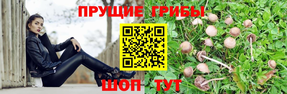 Псилоцибиновые грибы прущие грибы Ставрополь